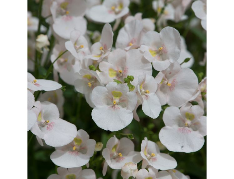 Mini Starter Plant Diascia Diamond White