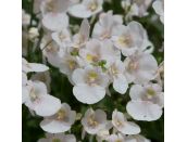 Mini Starter Plant Diascia Diamond White