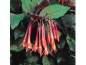 Mini Starter Plant Fuchsia (Bush) Koralle - image 1