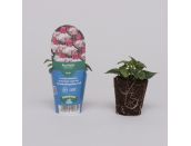 Mini Starter Plant Fuchsia (Bush) Spion Kop - image 1