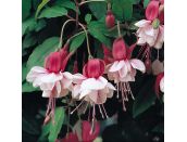 Mini Starter Plant Fuchsia (Bush) Spion Kop - image 2