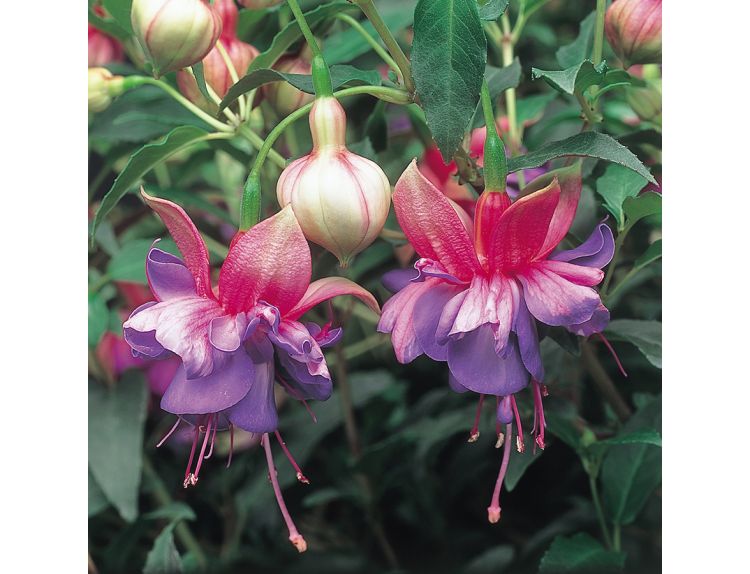 Mini Starter Plant Fuchsia (Bush) Winston Churchill - image 1