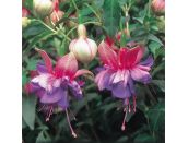 Mini Starter Plant Fuchsia (Bush) Winston Churchill - image 1