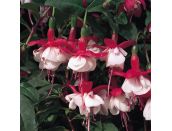 Mini Starter Plant Fuchsia (Hardy/Bush) Snowcap