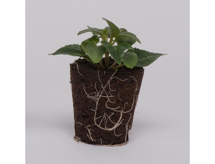 Mini Starter Plant Fuchsia SB (Trailing) Voodoo - image 1