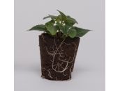 Mini Starter Plant Fuchsia SB (Trailing) Voodoo - image 1