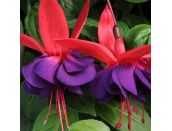 Mini Starter Plant Fuchsia SB (Trailing) Voodoo - image 2