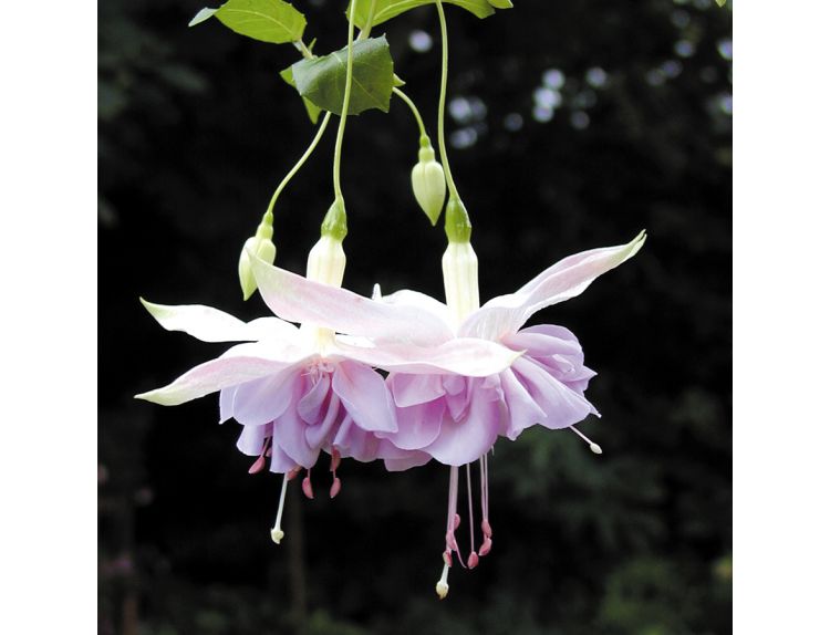 Mini Starter Plant Fuchsia SB (Trailing) Wendy's Beauty