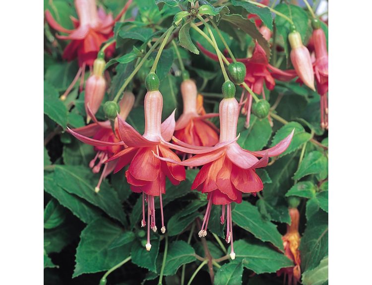 Mini Starter Plant Fuchsia (Trailing) Dancing Flame - image 2