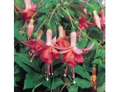 Mini Starter Plant Fuchsia (Trailing) Dancing Flame - image 2