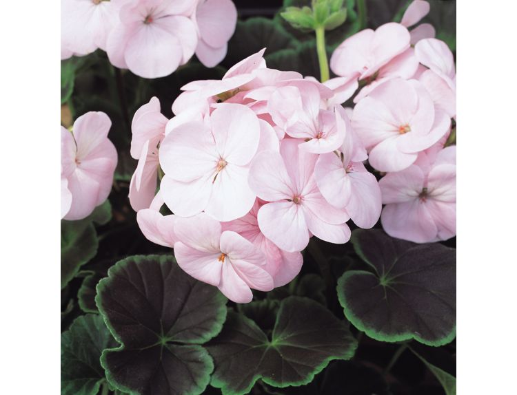 Mini Starter Plant Geranium Bulls Eye Light Pink - image 2