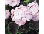 Mini Starter Plant Geranium Bulls Eye Light Pink - image 2