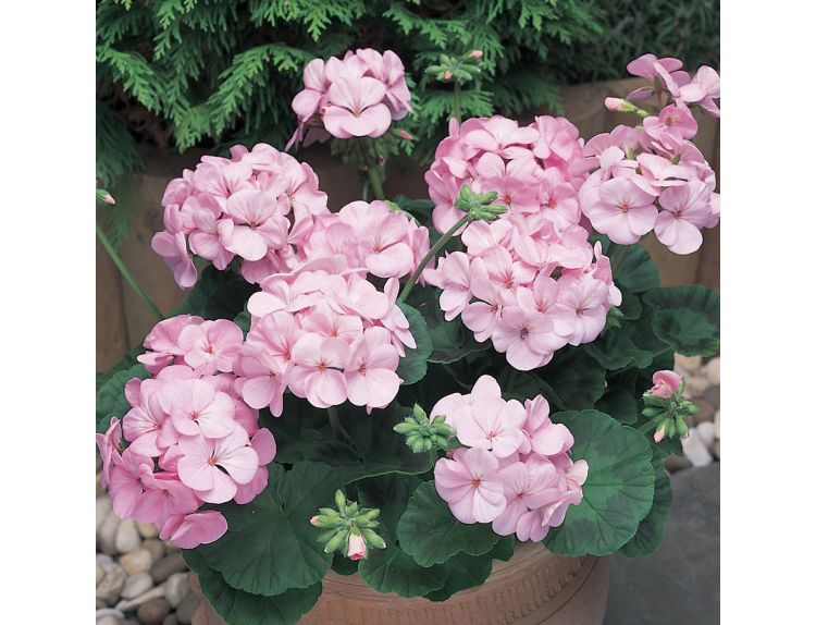 Mini Starter Plant Geranium New Century Appleblossom - image 1