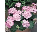 Mini Starter Plant Geranium New Century Appleblossom - image 1