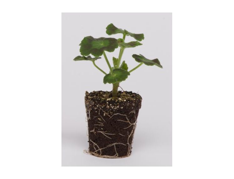 Mini Starter Plant Geranium New Century Appleblossom - image 2