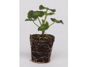 Mini Starter Plant Geranium New Century Appleblossom - image 2