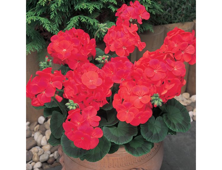 Mini Starter Plant Geranium New Century Red - image 2