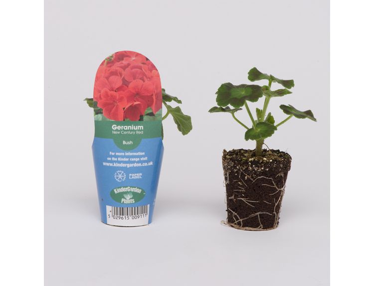 Mini Starter Plant Geranium New Century Red - image 1