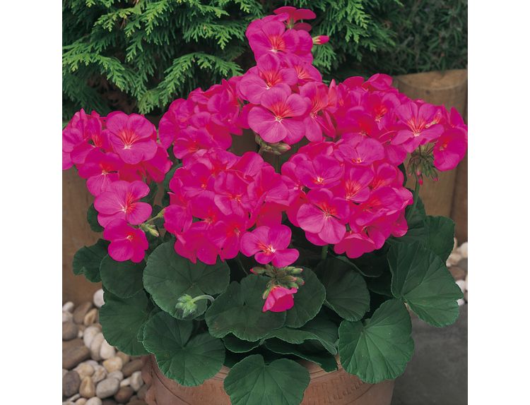 Mini Starter Plant Geranium New Century Violet - image 1