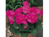 Mini Starter Plant Geranium New Century Violet - image 1