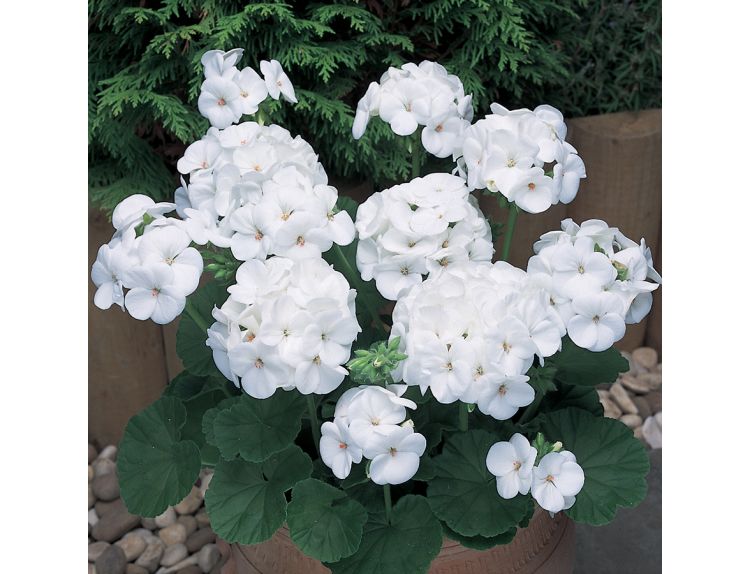 Mini Starter Plant Geranium New Century White - image 1