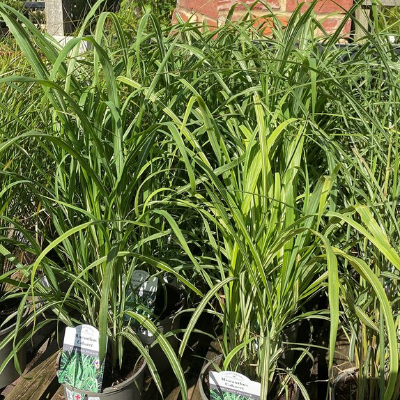 Miscanthus Cabaret