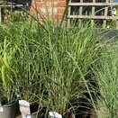 Miscanthus Ferner Osten