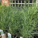 Miscanthus Kleine Silberspinne