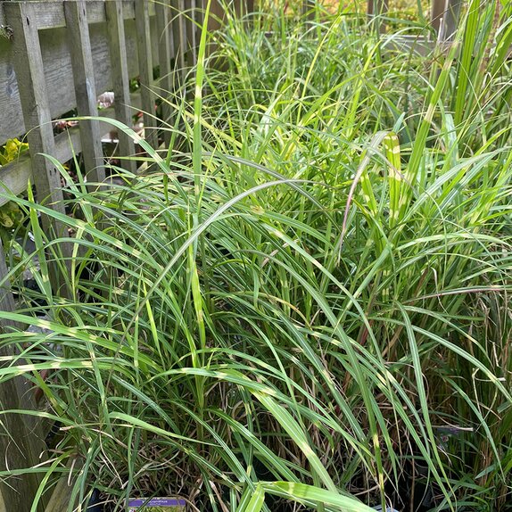 Miscanthus sinensis Strictus