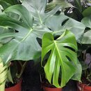 Monstera deliciosa 12cm pot - image 2