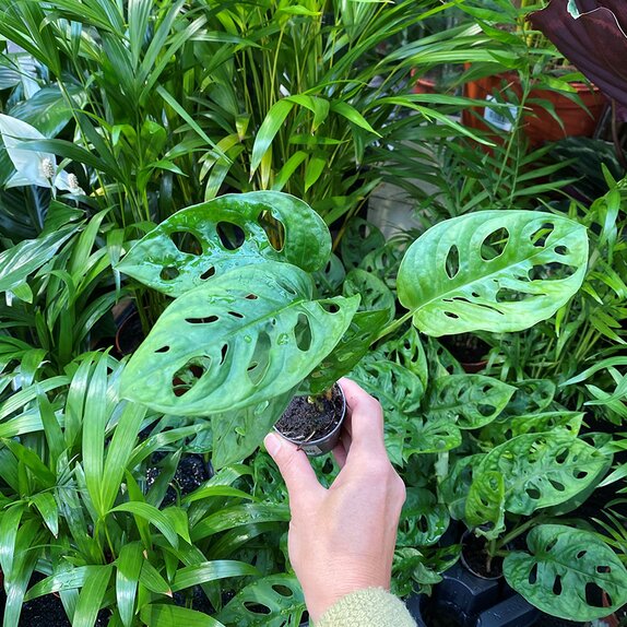 Monstera obliqua 'Monkey Mask' mini pot