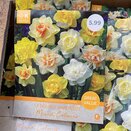 Narcissus Double Mixed Colours Great Value Pack