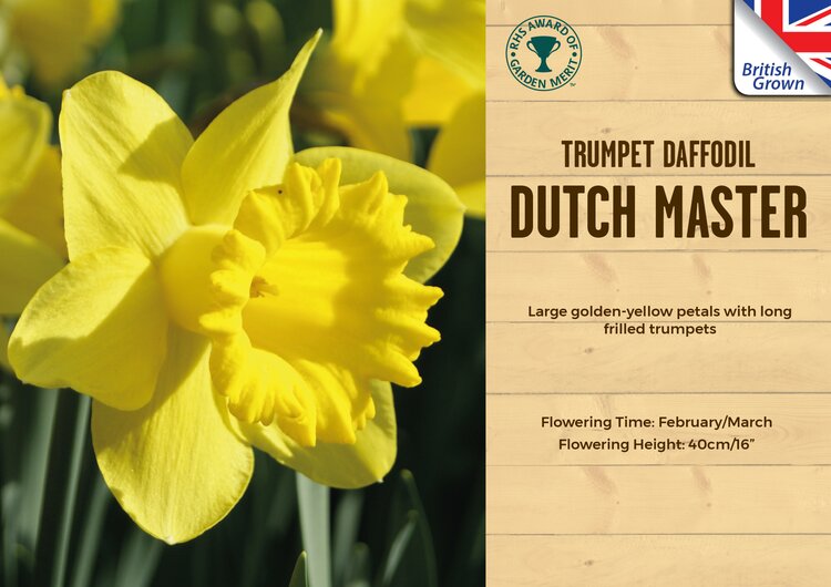 Narcissus Dutch Master 1kg