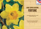 Narcissus Fortune 1kg