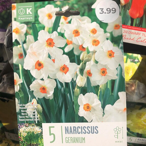 Narcissus Geranium