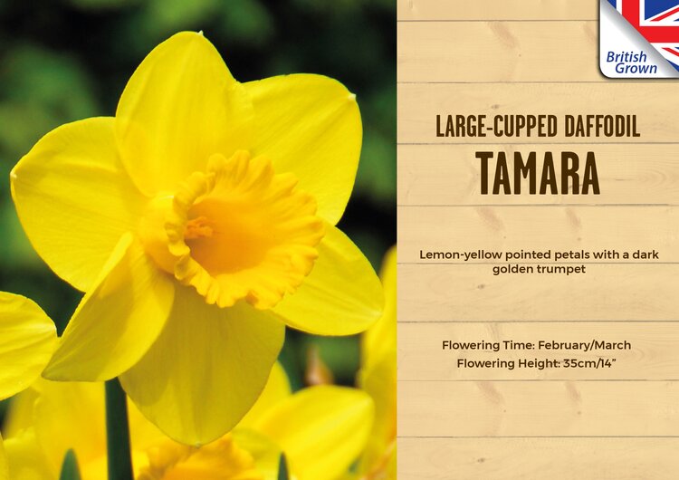 Narcissus Tamara 1kg