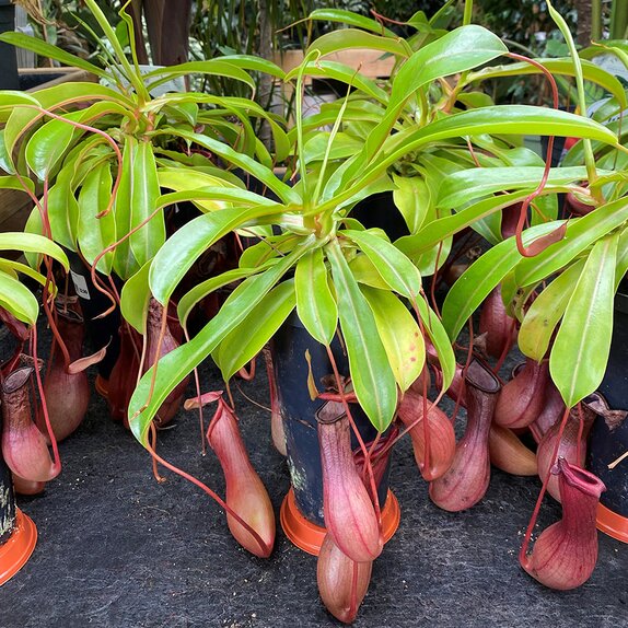 Nepenthes x Ventrata