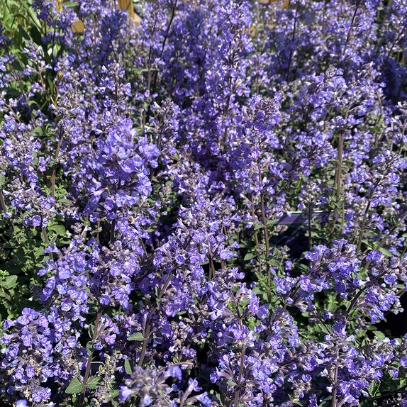 Nepeta Purrsian Blue