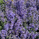 Nepeta Purrsian Blue