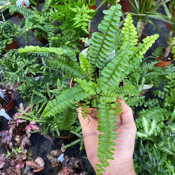 Nephrolepis exal. 'Green Lady' mini