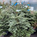 Noble Fir Pot Grown 100-125cm