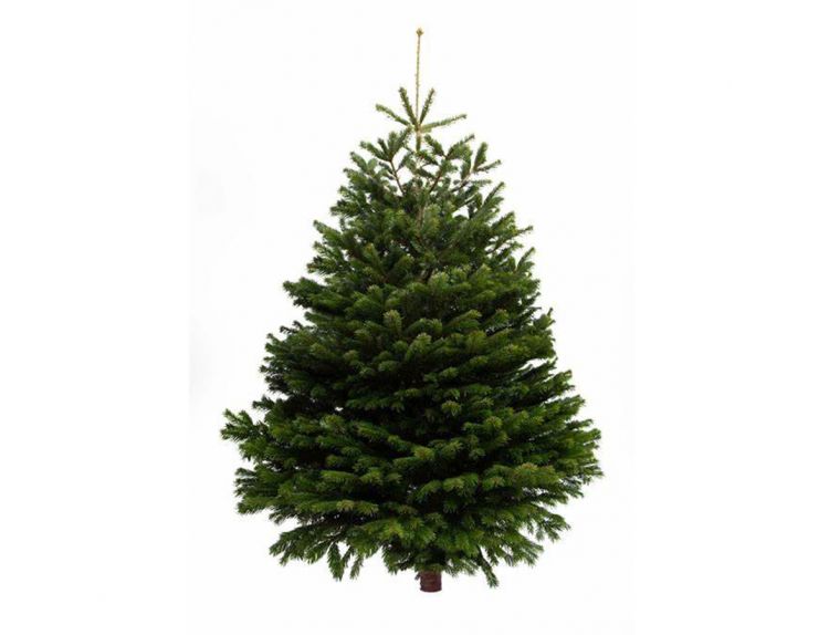 Nordman Fir Cut Classic Shape 8-9ft - image 1