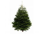 Nordman Fir Cut Classic Shape 8-9ft - image 1