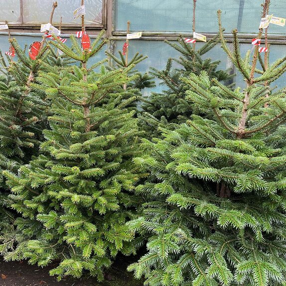 Nordman Fir Pot Grown 125-150cm