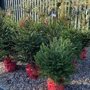 Norway Spruce Pot Grown 120cm