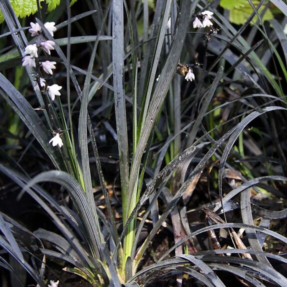 Ophiopogon niger Black Dragon