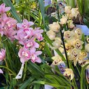 Orchid Cymbidium Tinike