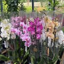 Orchid Phalaenopsis mix 3-spike