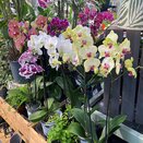 Orchid Phalaenopsis mixed varieties