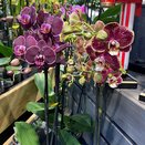 Orchid Phalaenopsis Optistar Red